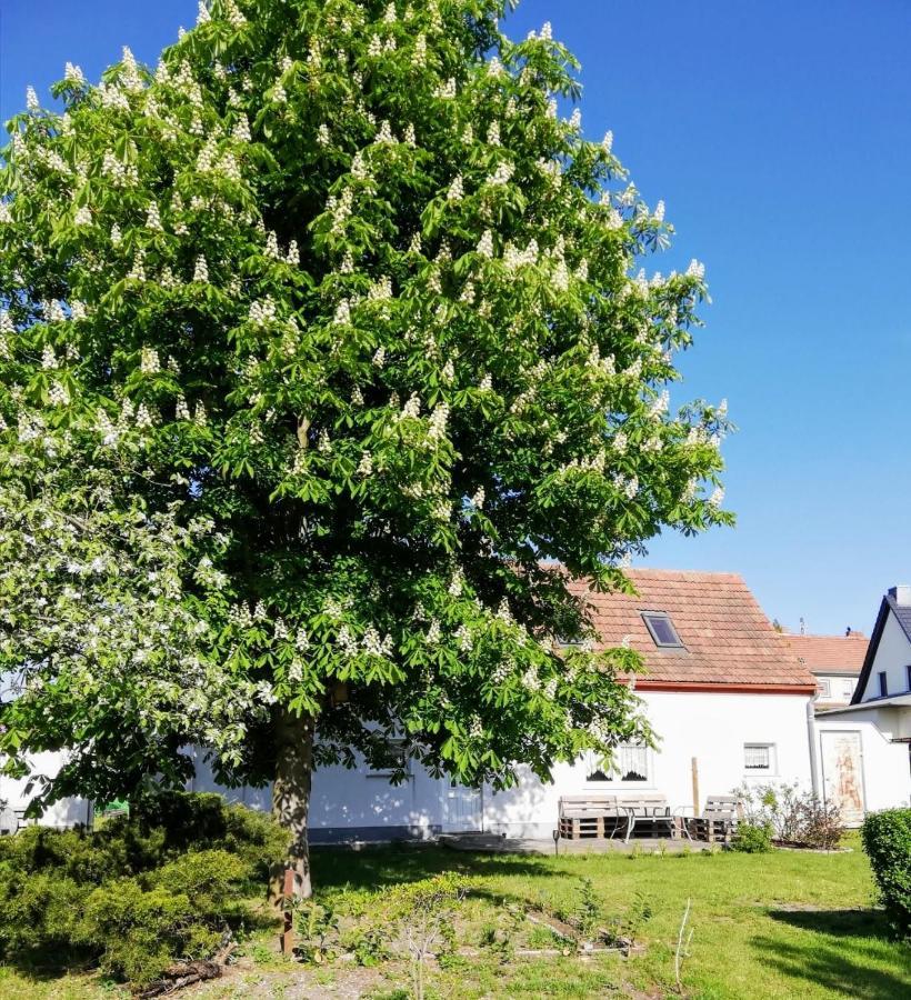 Ferienwohnung Lodig Gross Sarchen Bagian luar foto